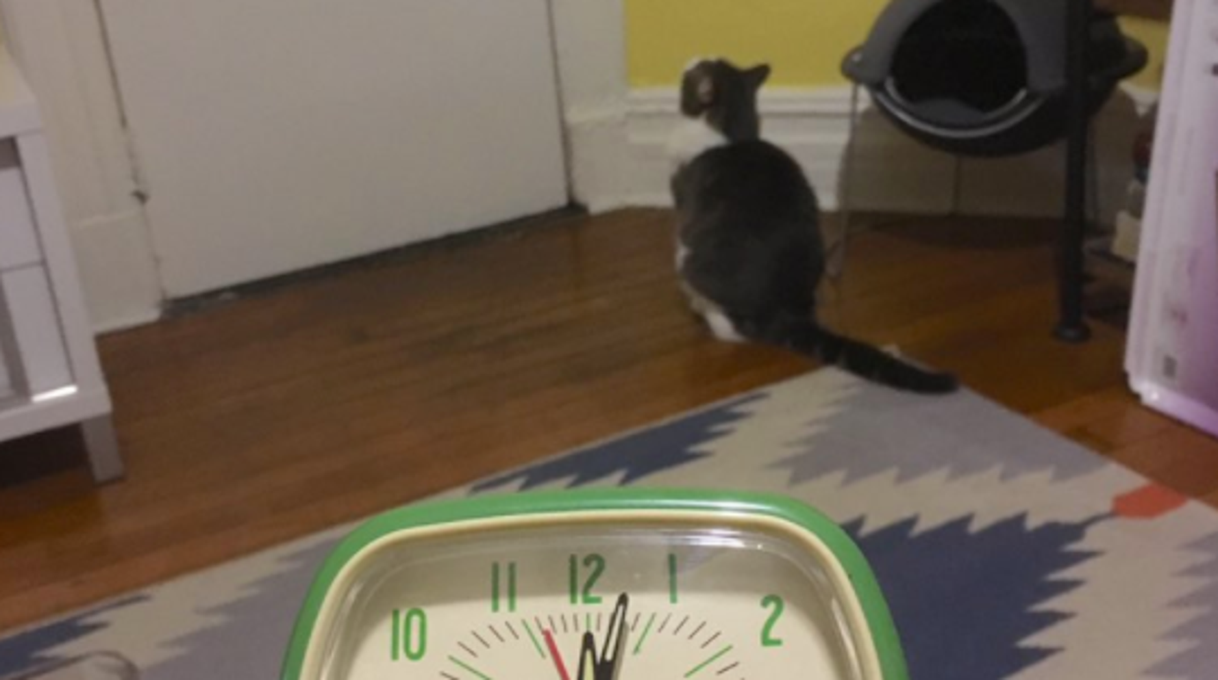 The Internet Is Truly Obsessed With This Cat Owner S Ghost Story Huffpost Uk Life