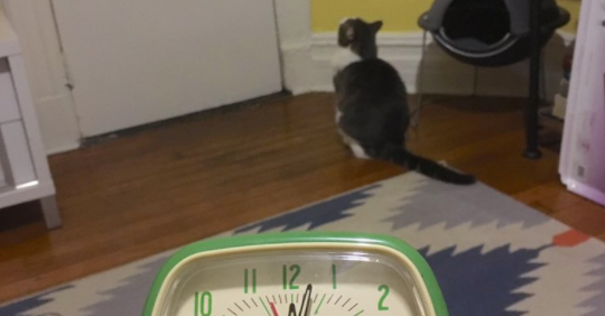 The Is Truly Obsessed With This Cat Owner's Ghost Story