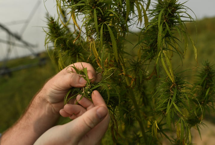 A close look at a hemp plant grown at a hemp farm in Colorado.