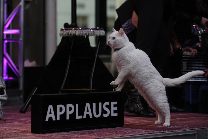 The Acro-Cats performing in New York City in July 2015.