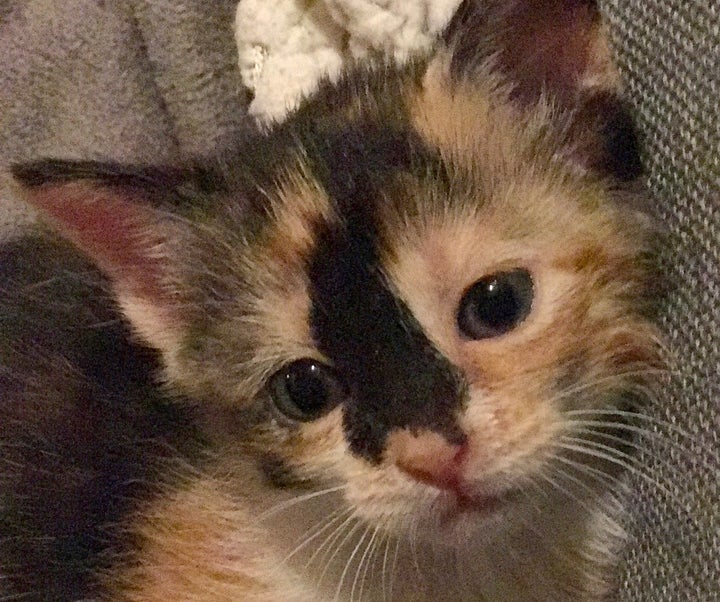 One of the many foster kittens that spent formative time with the Acro-Cats.