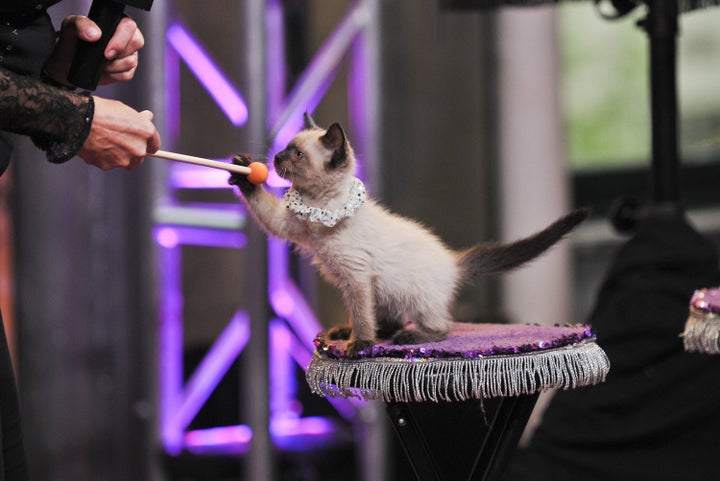 A kitten performs with The Amazing Acro-Cats in July 2015.