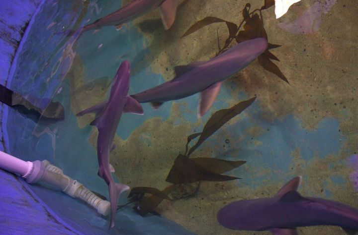 More than half a dozen sharks are recovering at an aquarium after being found swimming in a pool inside of a New York home's basement.
