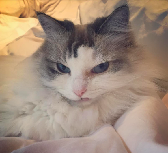 The Best Stank Faces on Instagram HuffPost