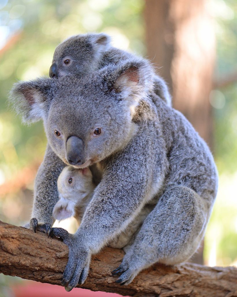 Australian name. Коала в Австралии. Коала альбинос. Семья коал. Животное похожее на коалу.