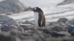 Antarctica: This Is What It's Like To Live On The Most Isolated Place On