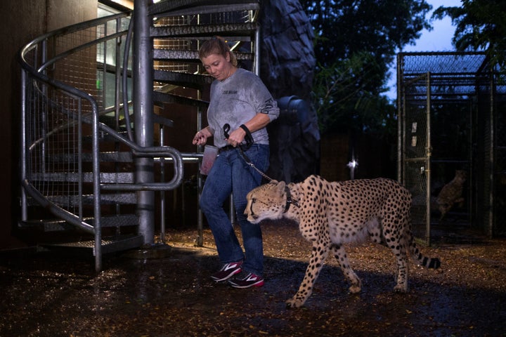 Senior keeper Jennifer Nelson walks a cheetah to a shelter ahead of Hurricane Irma.