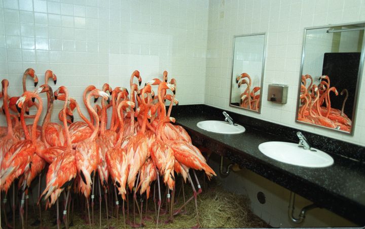 Flamingos huddle in a bathroom during Hurricane Floyd in 1999.