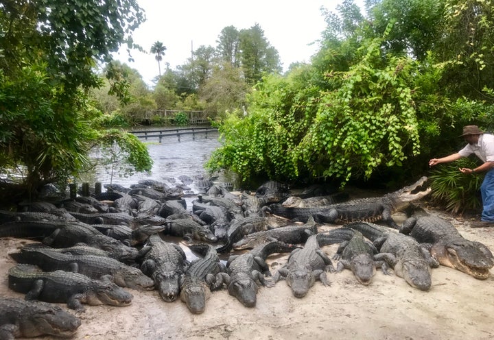 Dozens of alligators are seen basking in the sun along a shore at Gatorland in Orlando, Florida.