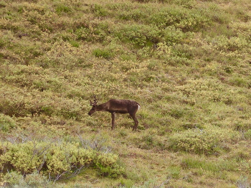 Caribou grazing in Denali