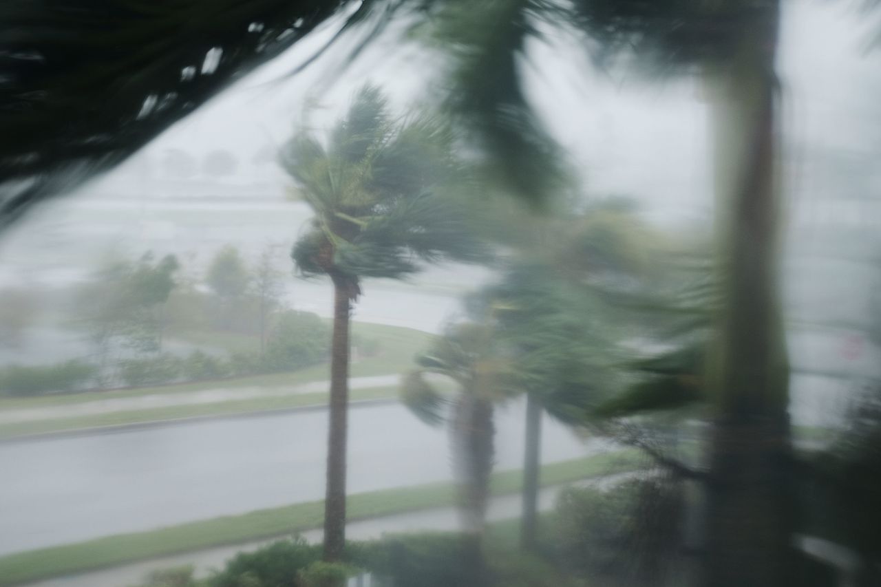 Palm trees blow in the wind as Hurricane Irma arrives in Fort Myers, Florida. 
