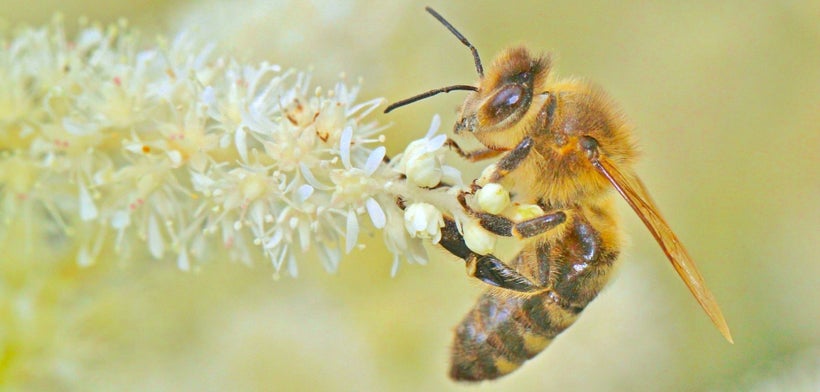 Bees are essential to coffee growing.