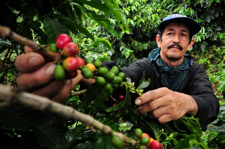 A coffee farmer picks fresh coffee cherries in Colombia.