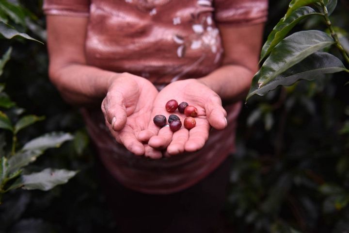 Global warming could shrink coffee-growing areas in Latin America by as much as 88 percent by 2050.