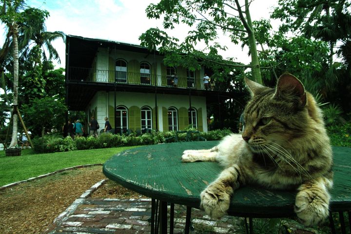 A cat rests on a table in the garden of author Ernest Hemingway's onetime home.