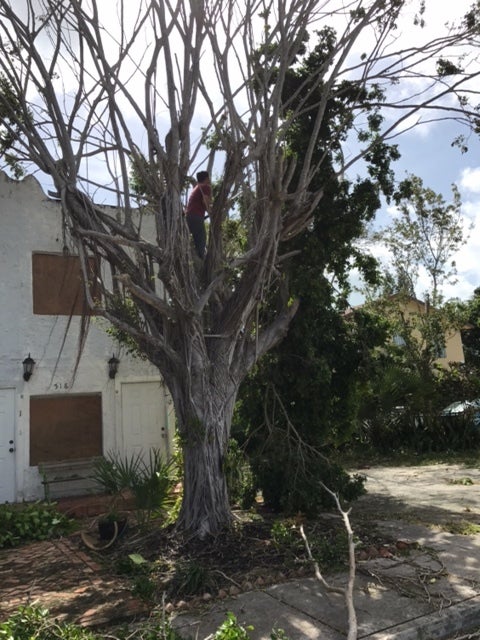 My neighbor, Randall, cuts some broken limbs of my old ficus tree, day after Irma. 