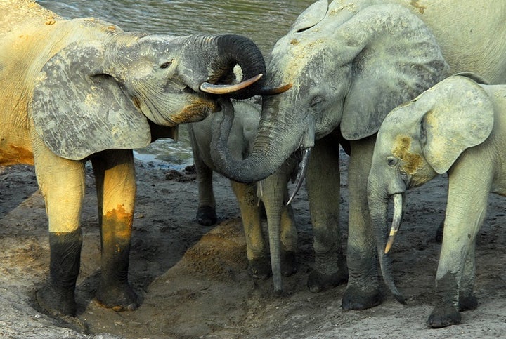 As many as 96 elephants are killed every day in Africa for their ivory.