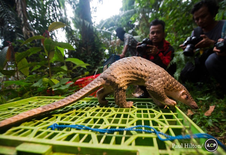 One of 96 pangolins confiscated from illegal wildlife traffickers in Medan, Indonesia in 2015.  