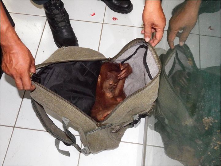 Airport confiscation of illegally traded infant orangutan.