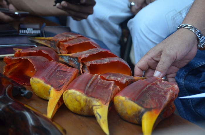 The massive demand for helmeted hornbill casques—so called “red ivory”in the international market—has led to rampant poaching of this species and its listing as Critically Endangered by the International Union for Conservation of Nature (IUCN). 