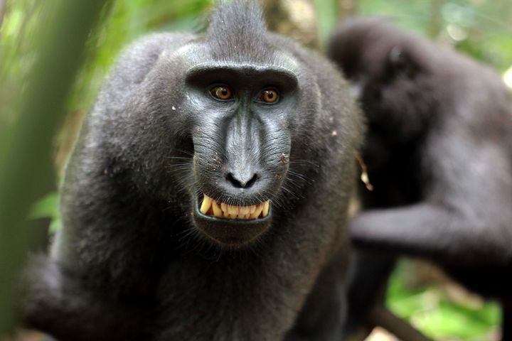 25% of proceeds from sales will be donated to charities dedicated to protecting crested macaques in Indonesia (file picture) 