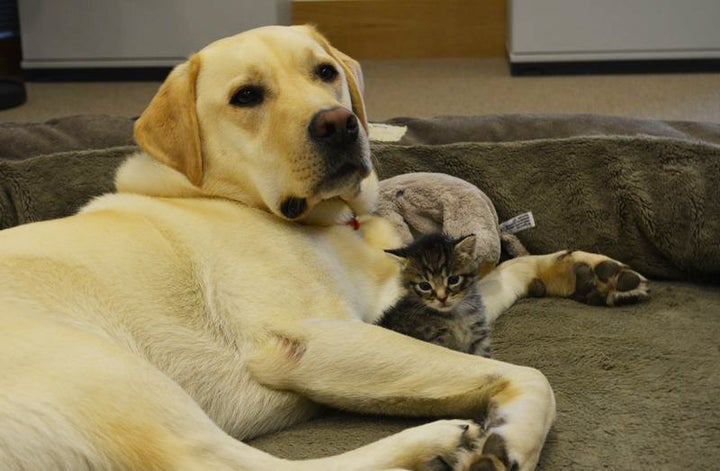 Battersea Dogs Home puppy Barney can't stop eating women's