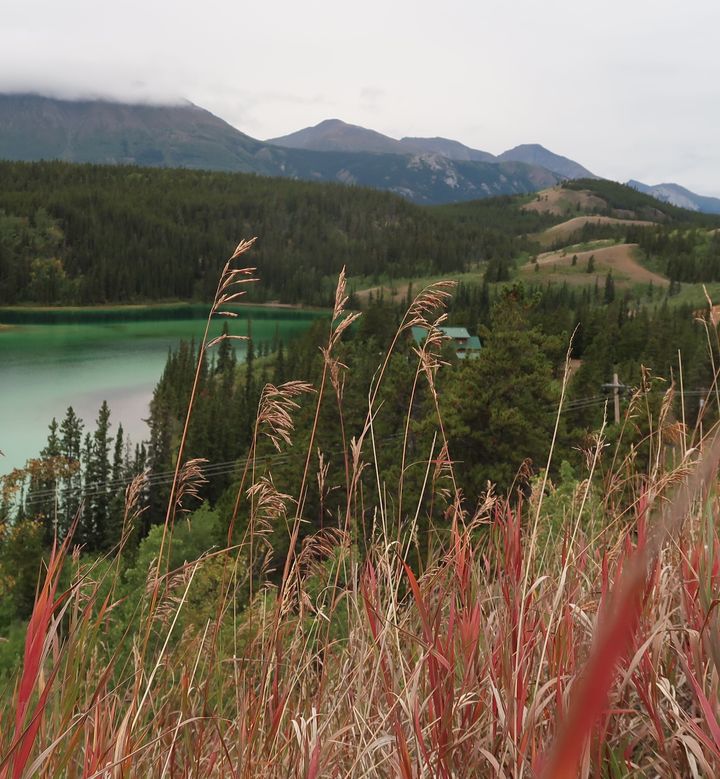 A stop at Emerald Lake to view the blazing Fireweed, the official floral emblem of the Yukon Territory