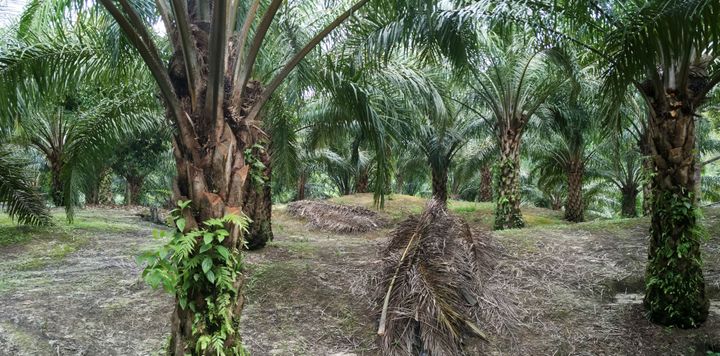Smallholder palm plantation