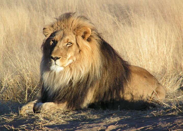 A male lion, one of the prime targets of trophy hunters. basks in the Namibian sun.