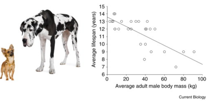 how long do big dogs live