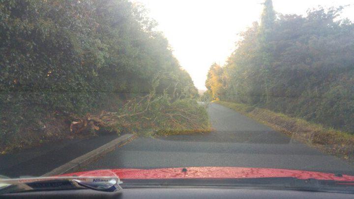 Storm Aileen also felled trees in the Republic of Ireland
