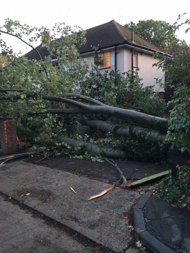 Alison Stammers said a fallen tree narrowly missed her neighbour's house
