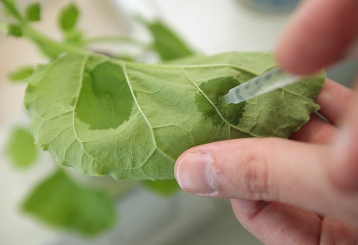 The Nicotiana benthamiana plant is