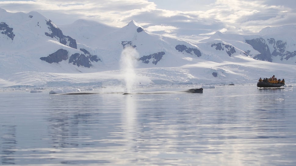 Humpback whales in Antarctica