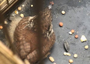 <p><em>The little nuthatch Amanda saved.</em></p>