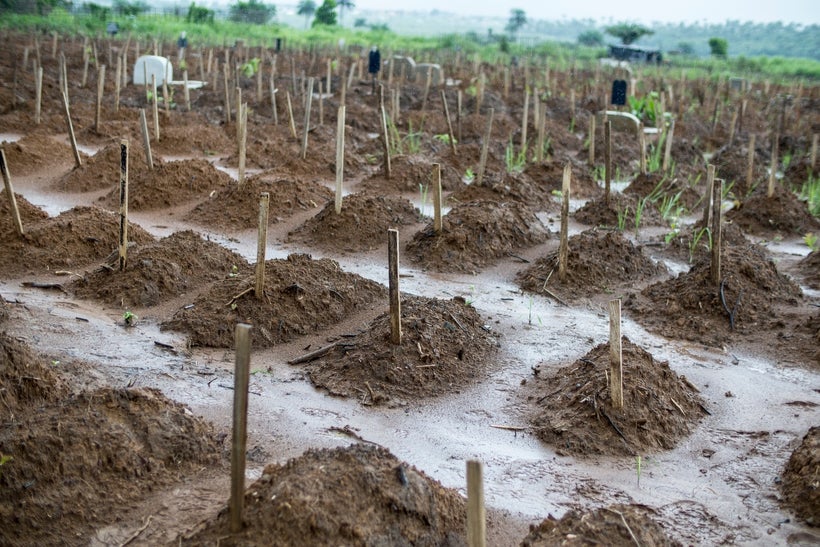 Graves at Waterloo cemetery, near Freetown, Sierra Leone’s capital. Waterloo was one of two cemeteries in the western region