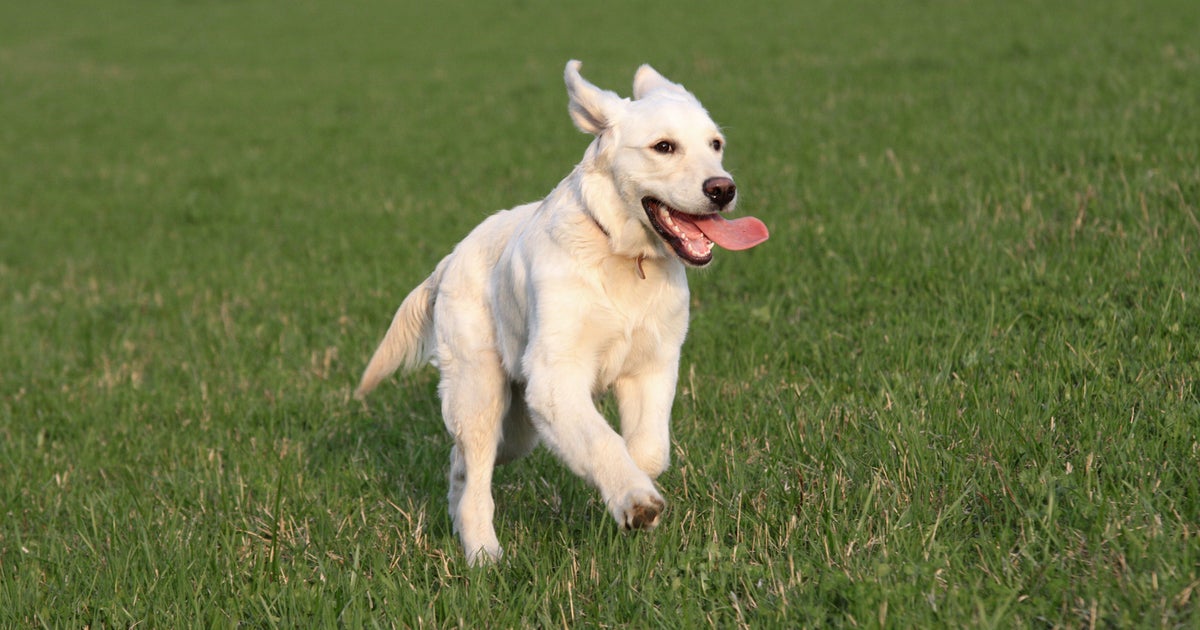 Why Do Small Dogs Live Longer Than Large Dogs? HuffPost Contributor