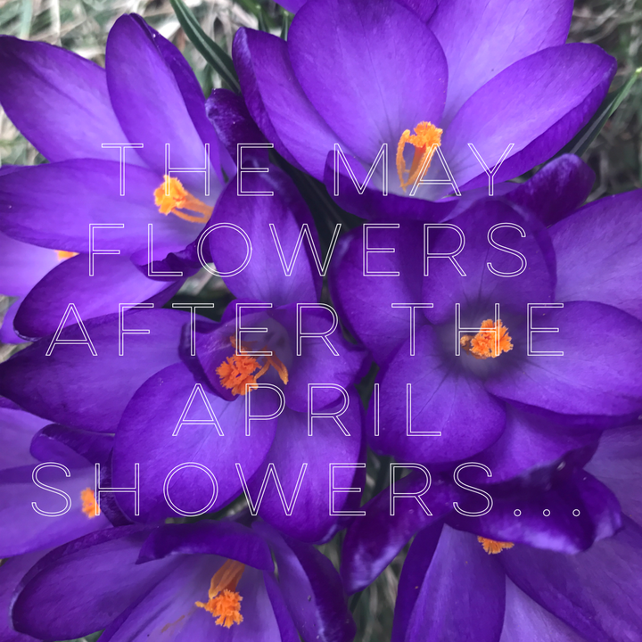 <p>Flowers in my yard</p>