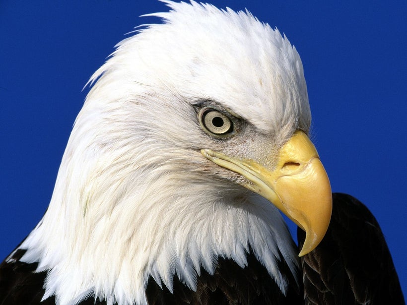 <a rel="nofollow" href="http://flying-animal.blogspot.com/2011/10/bald-eagle.html" target="_blank">Bald Eagle</a>