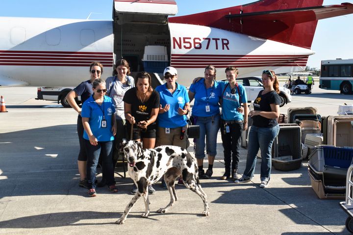 Donna, a Great Dane, is called over for a group shot in front of the plane.