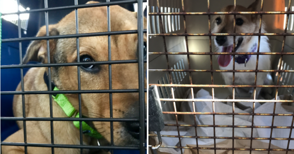 Hundreds Of Dogs And Cats Are Evacuating Storm-Hit Florida In Search Of ...
