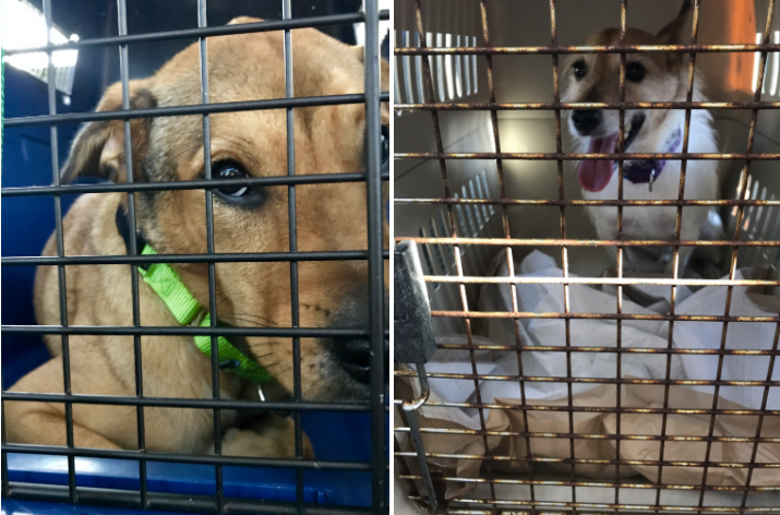 Two dogs wait inside of a city bus on Wednesday.