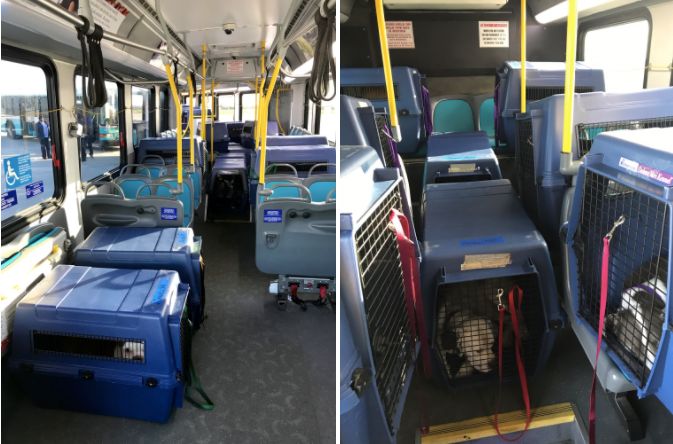 Dogs packed three city buses at a Palm Beach County airport on Wednesday.