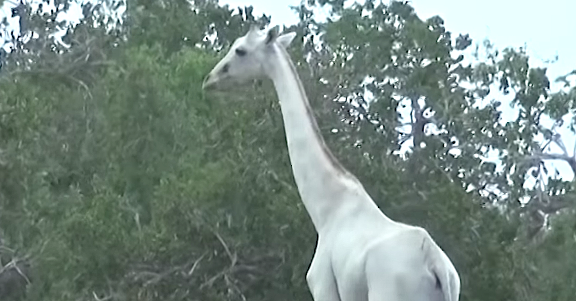 Extremely Rare White Giraffe Spotted With Her Adorable Baby Calf In