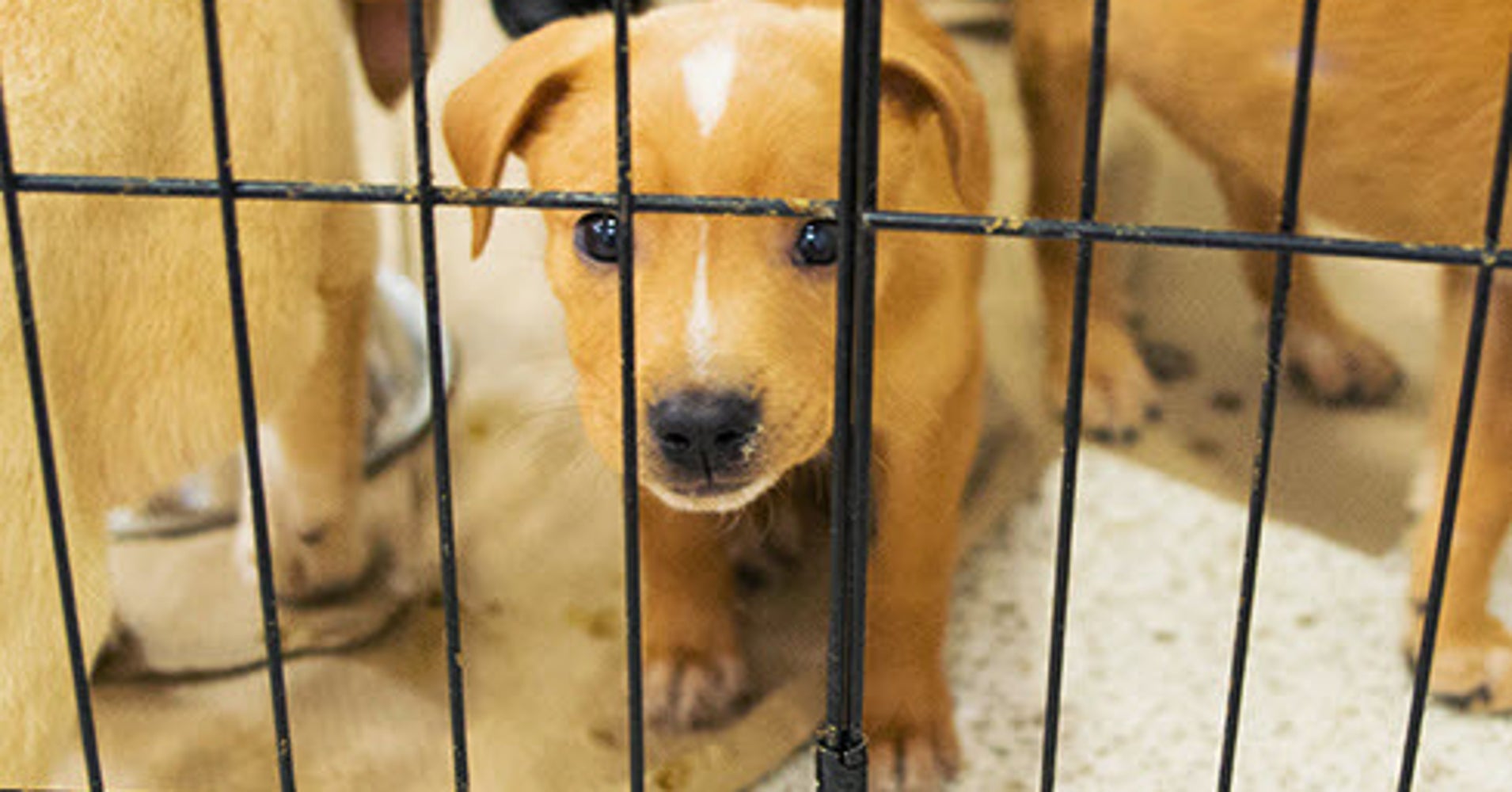 Landmark California Pet Store Ban Treats Animals As Pets, Not Products
