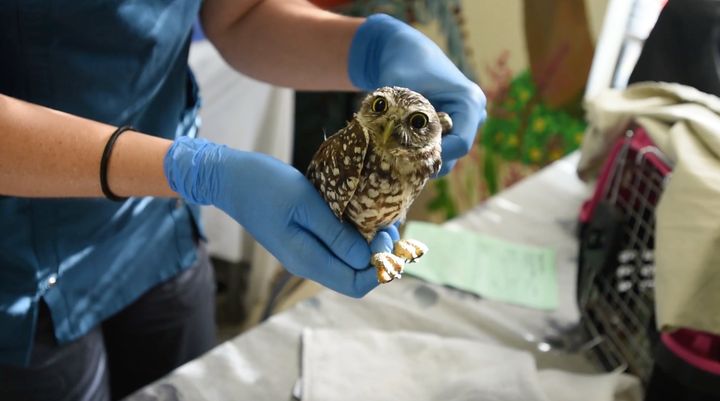 A burrowing owl is treated for a suspected injured wing at the South Florida Wildlife Center in Fort Lauderdale.