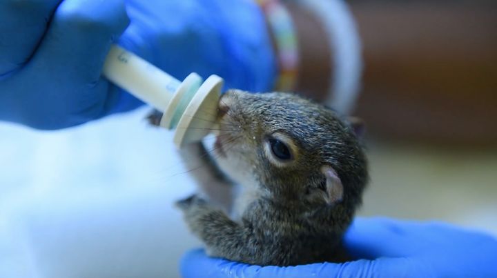 A baby squirrel is bottle-fed at the wildlife center.