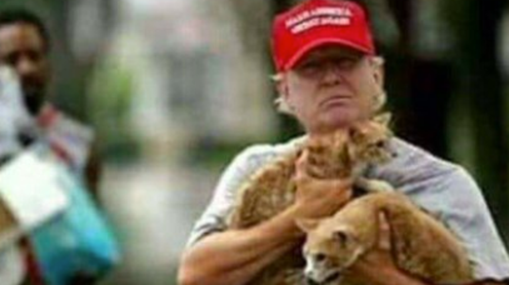 Fake Meows Trump Fans Share Bogus Snap Of Him Saving Cats From Harvey Huffpost