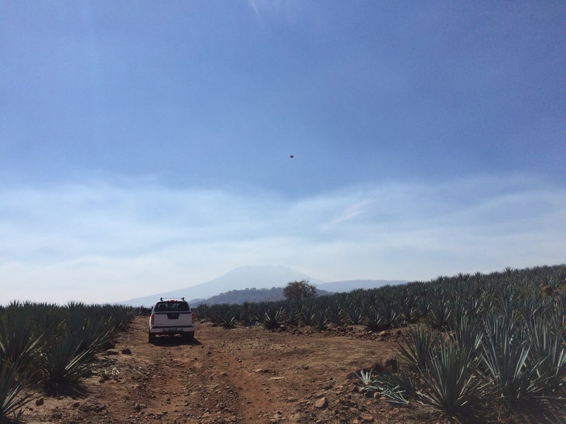 The González agave fields.