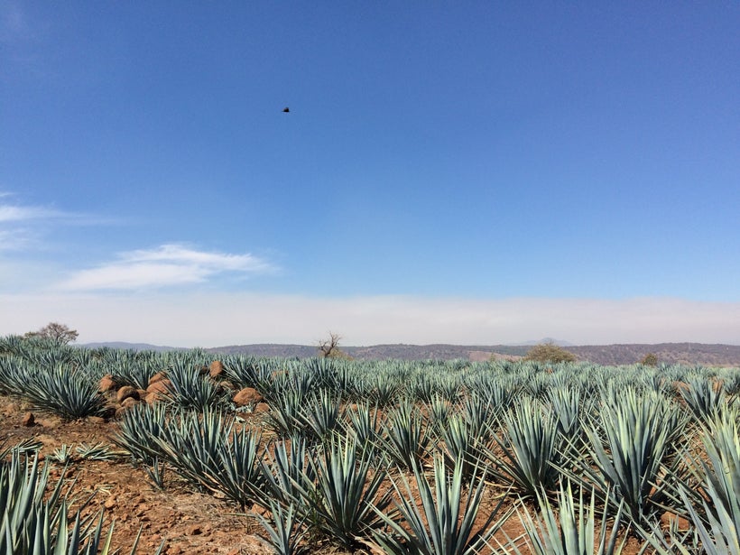 The González agave fields.